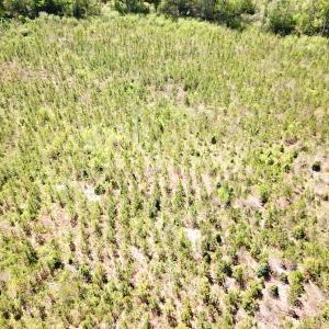 Photo #12 of SOLD property in Off Arbedour Rd , Jarratt, VA 19.0 acres