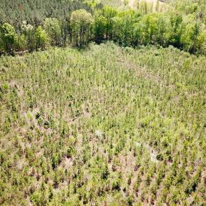 Photo #13 of SOLD property in Off Arbedour Rd , Jarratt, VA 19.0 acres