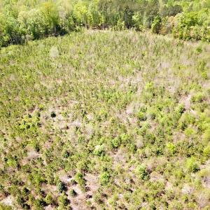 Photo #14 of SOLD property in Off Arbedour Rd , Jarratt, VA 19.0 acres
