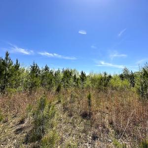 Photo #16 of SOLD property in Off Arbedour Rd , Jarratt, VA 19.0 acres