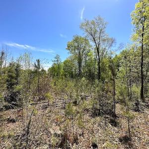 Photo #17 of SOLD property in Off Arbedour Rd , Jarratt, VA 19.0 acres