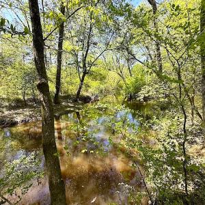 Photo #18 of SOLD property in Off Arbedour Rd , Jarratt, VA 19.0 acres
