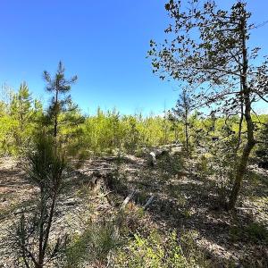 Photo #21 of SOLD property in Off Arbedour Rd , Jarratt, VA 19.0 acres