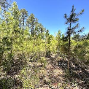Photo #22 of SOLD property in Off Arbedour Rd , Jarratt, VA 19.0 acres