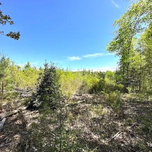 Photo #23 of SOLD property in Off Arbedour Rd , Jarratt, VA 19.0 acres