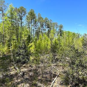 Photo #28 of SOLD property in Off Arbedour Rd , Jarratt, VA 19.0 acres