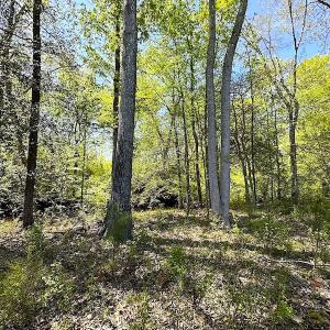 Photo #29 of SOLD property in Off Arbedour Rd , Jarratt, VA 19.0 acres