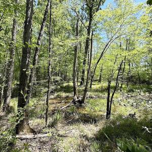 Photo #32 of SOLD property in Off Arbedour Rd , Jarratt, VA 19.0 acres