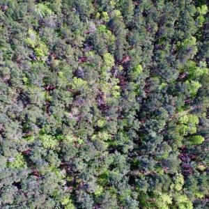 Photo #14 of SOLD property in Off Arant Farm Rd, Merritt, NC 79.5 acres