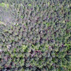 Photo #16 of SOLD property in Off Arant Farm Rd, Merritt, NC 79.5 acres