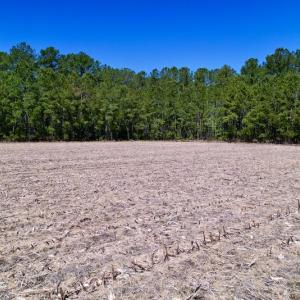 Photo #24 of SOLD property in Off Arant Farm Rd, Merritt, NC 79.5 acres