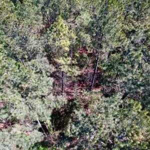 Photo #29 of SOLD property in Off Arant Farm Rd, Merritt, NC 79.5 acres