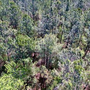 Photo #31 of SOLD property in Off Arant Farm Rd, Merritt, NC 79.5 acres