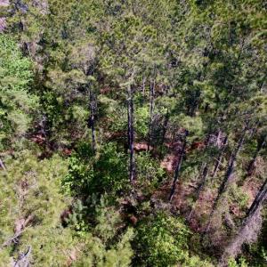 Photo #32 of SOLD property in Off Arant Farm Rd, Merritt, NC 79.5 acres