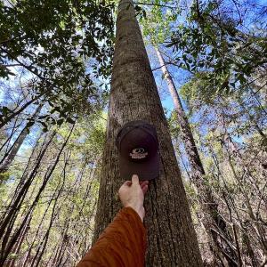 Photo #33 of SOLD property in Off Arant Farm Rd, Merritt, NC 79.5 acres