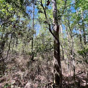Photo #36 of SOLD property in Off Arant Farm Rd, Merritt, NC 79.5 acres