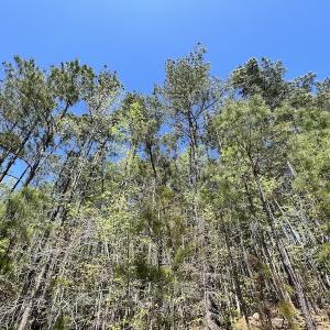Photo #37 of SOLD property in Off Taylor’s Store Road , Nashville, NC 21.2 acres
