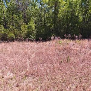 Photo #4 of Off Mcquage Farm Road, Bennettsville, SC 2.1 acres