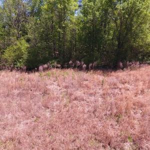 Photo #6 of SOLD property in Off Mcquage Farm Road, Bennettsville, SC 2.1 acres