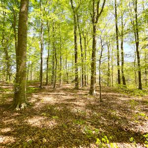 Photo #20 of Off Murphy Mill Road, Windsor, VA 48.8 acres