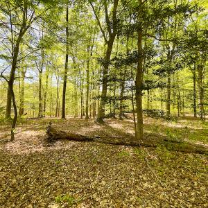 Photo #23 of Off Murphy Mill Road, Windsor, VA 48.8 acres