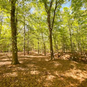 Photo #27 of Off Murphy Mill Road, Windsor, VA 48.8 acres