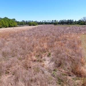 Photo #4 of Off Mcquage Farm Road, Bennettsville, SC 2.0 acres