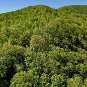 Photo #5 of SOLD property in Off Runnett Bag Rd, Ferrum, VA 57.0 acres