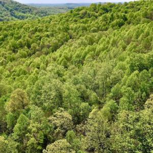 Photo #6 of SOLD property in Off Runnett Bag Rd, Ferrum, VA 57.0 acres