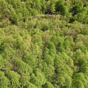 Photo #7 of SOLD property in Off Runnett Bag Rd, Ferrum, VA 57.0 acres