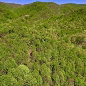 Photo #8 of SOLD property in Off Runnett Bag Rd, Ferrum, VA 57.0 acres