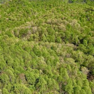 Photo #9 of SOLD property in Off Runnett Bag Rd, Ferrum, VA 57.0 acres
