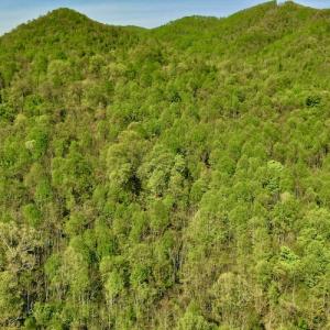 Photo #10 of SOLD property in Off Runnett Bag Rd, Ferrum, VA 57.0 acres