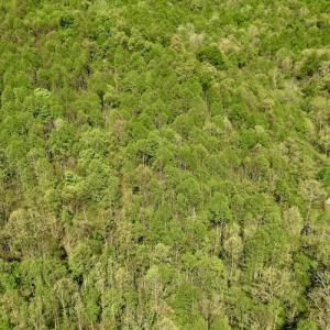 Photo #11 of SOLD property in Off Runnett Bag Rd, Ferrum, VA 57.0 acres
