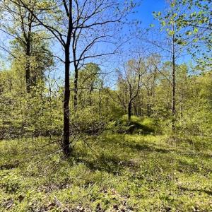 Photo #14 of SOLD property in Off Runnett Bag Rd, Ferrum, VA 57.0 acres