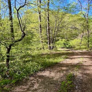 Photo #15 of SOLD property in Off Runnett Bag Rd, Ferrum, VA 57.0 acres
