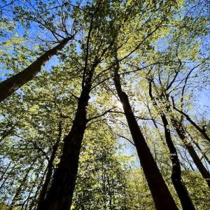 Photo #31 of SOLD property in Off Runnett Bag Rd, Ferrum, VA 57.0 acres