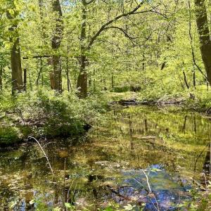 Photo #33 of SOLD property in Off Runnett Bag Rd, Ferrum, VA 57.0 acres