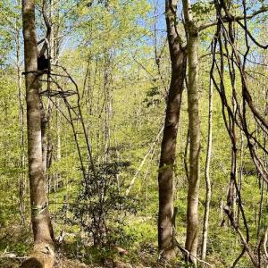 Photo #35 of SOLD property in Off Runnett Bag Rd, Ferrum, VA 57.0 acres