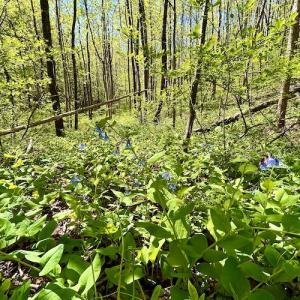 Photo #39 of SOLD property in Off Runnett Bag Rd, Ferrum, VA 57.0 acres