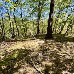 Photo #43 of SOLD property in Off Runnett Bag Rd, Ferrum, VA 57.0 acres