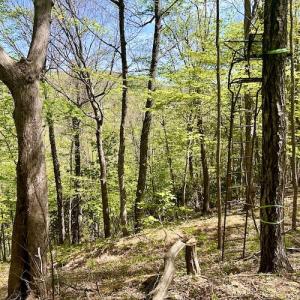 Photo #44 of SOLD property in Off Runnett Bag Rd, Ferrum, VA 57.0 acres