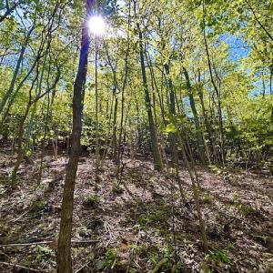 Photo #49 of SOLD property in Off Runnett Bag Rd, Ferrum, VA 57.0 acres