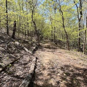 Photo #50 of SOLD property in Off Runnett Bag Rd, Ferrum, VA 57.0 acres