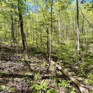 Photo #55 of SOLD property in Off Runnett Bag Rd, Ferrum, VA 57.0 acres