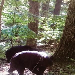 Photo #57 of SOLD property in Off Runnett Bag Rd, Ferrum, VA 57.0 acres