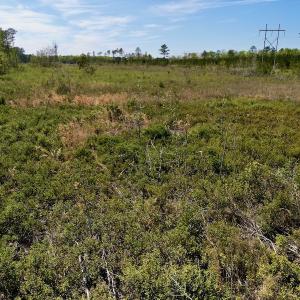 Photo #21 of SOLD property in Off Tuscarora Rhems Rd, New Bern, NC 40.6 acres