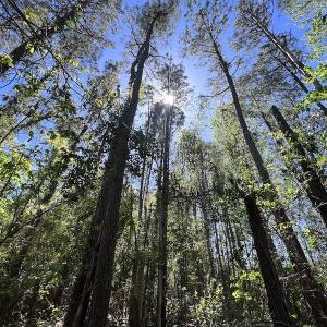 Photo #15 of SOLD property in Off Mill Pond Rd, Bayboro, NC 15.2 acres