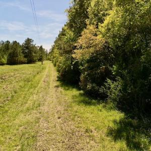 Photo #18 of Off Mill Pond Rd, Bayboro, NC 15.2 acres