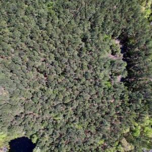 Photo #11 of SOLD property in Off NC 304, Bayboro, NC 9.0 acres